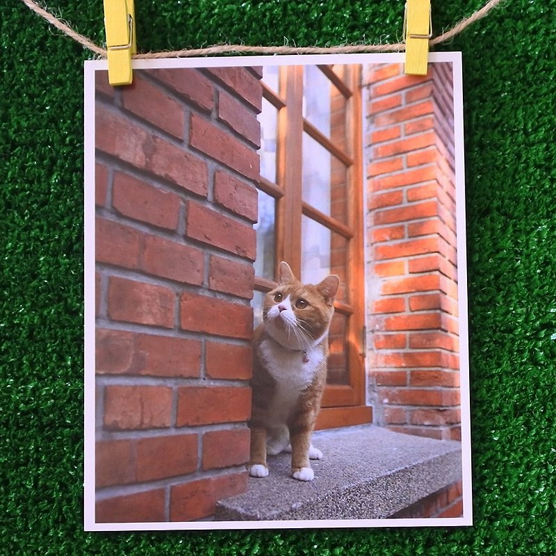3猫小铺猫咪写真明信片(摄影:猫夫人) – 恋恋窗台 - 卡片/明信片 - 纸 