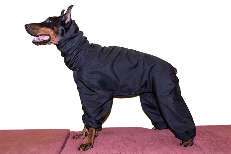 Doberman Winter Full Body Jacket Custom Made Dog Snowsuit Full Body Coat - 衣/帽 - 尼龙 黑色