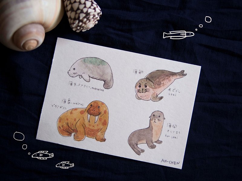 动物图鉴 - 海狗海牛海豹海象 - 卡片/明信片 - 纸 白色
