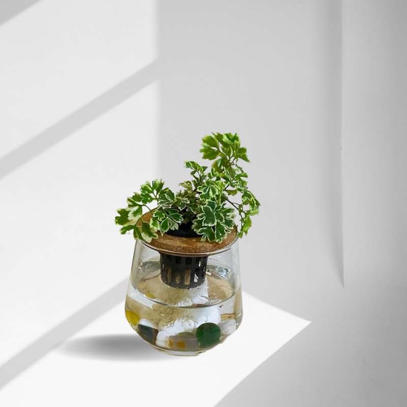 现货 蕨美植栽  - 白雪福禄桐+弧形透明玻璃瓶 - 植栽/盆栽 - 植物．花 