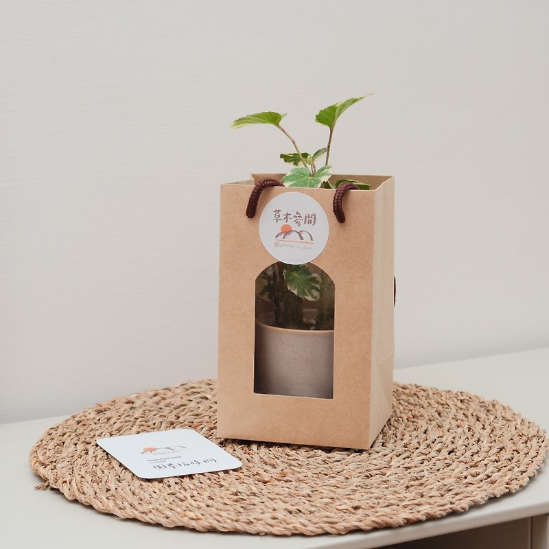 【送礼加购】 窗型纸袋 - 植栽/盆栽 - 纸 