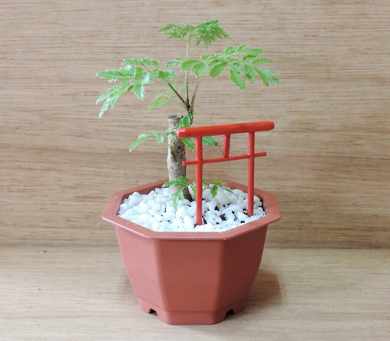 种植一棵小树 · 福禄桐【富贵树】 - 花瓶/陶器 - 植物．花 