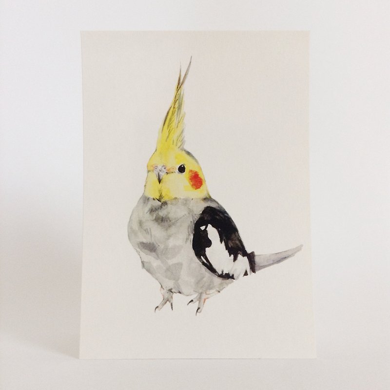 鸟·明信片·0004 - 卡片/明信片 - 纸 