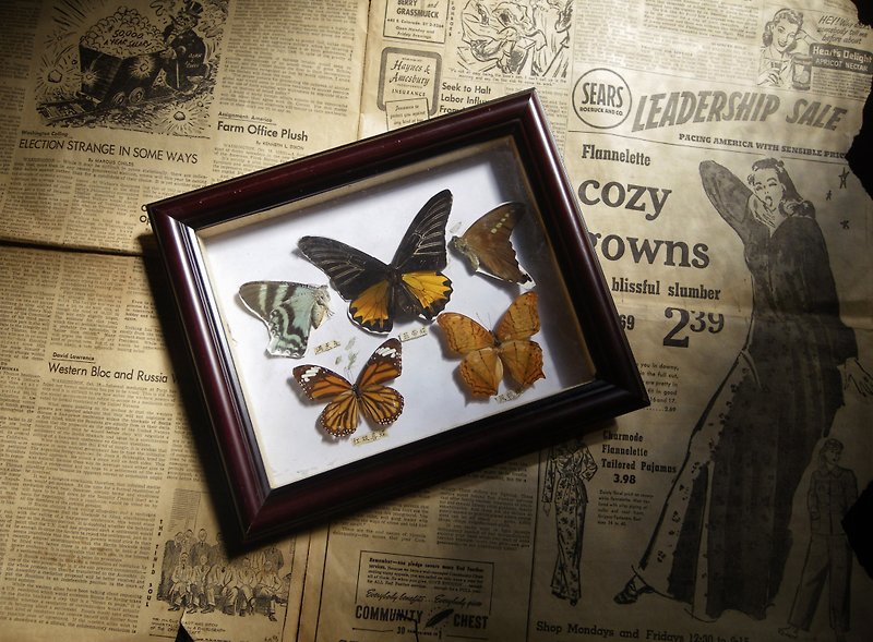 【老时光 OLD-TIME】早期台湾制蝴蝶标本 - 摆饰 - 其他材质 多色