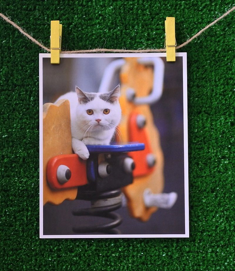 3猫小铺猫咪写真明信片(摄影:猫夫人) – 一马当先 - 卡片/明信片 - 纸 