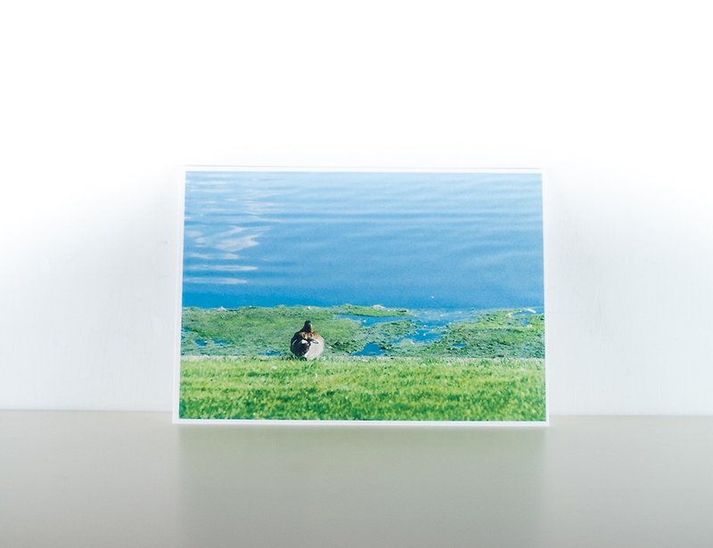 摄影明信片 | 湖畔的绿头鸭-卑尔根-挪威 - 城市小旅行 - 卡片/明信片 - 纸 多色