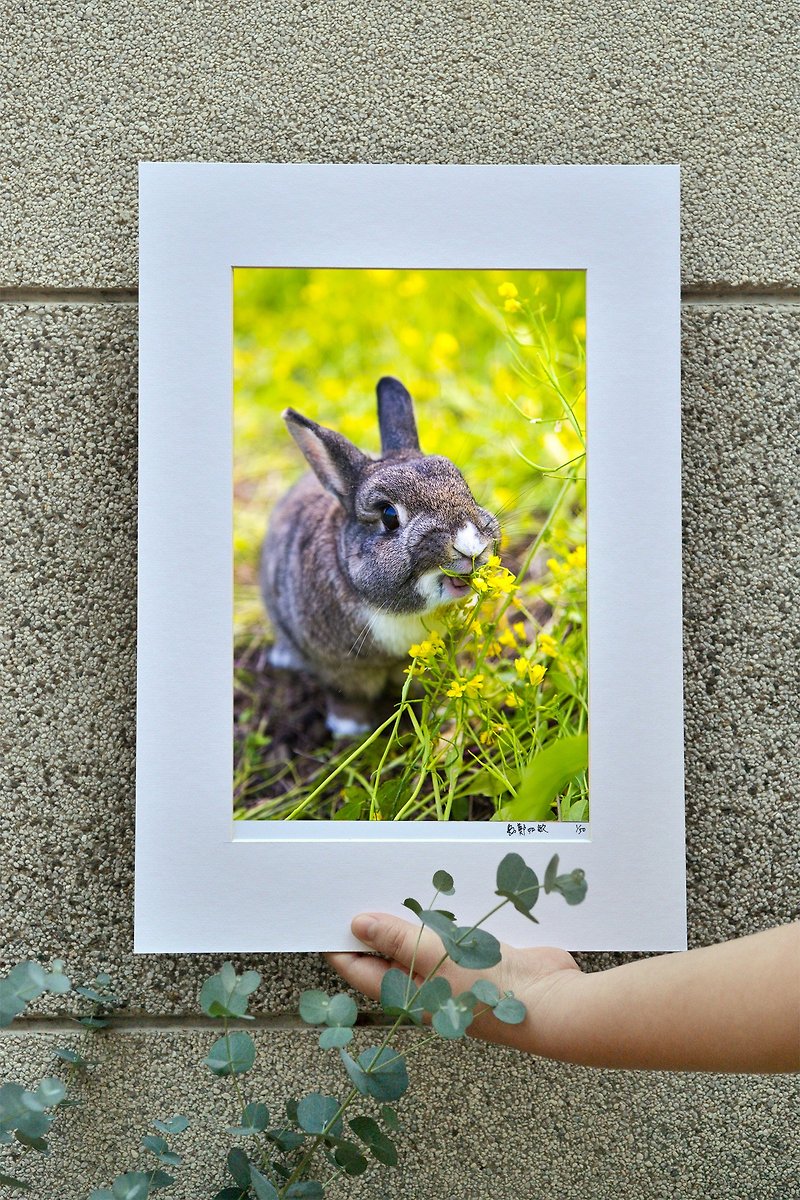 限量兔子摄影艺术原作 - 开心 - 摆饰 - 纸 黄色