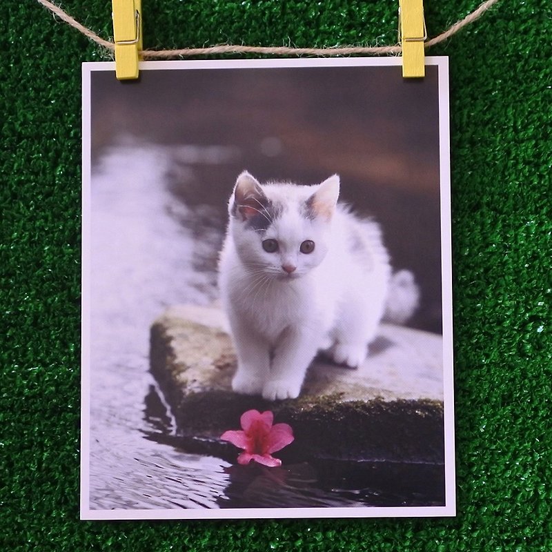3猫小铺猫咪写真明信片(摄影:猫夫人) – 茶花恋 - 卡片/明信片 - 纸 