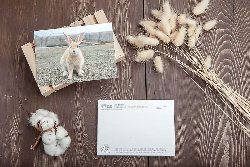 兔子摄影明信片- 海边的兔子 - 卡片/明信片 - 纸 蓝色