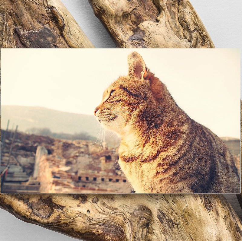 动物星球名信片/相片卡 - 土耳奇猫猫 Wild Cat in Turkey Postcard - 卡片/明信片 - 纸 金色