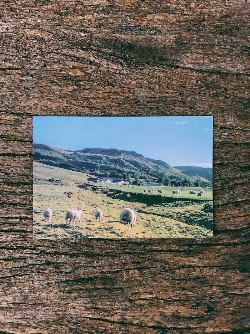 世界的风景。冰岛上的羊群  摄影明信片 青青的岛 - 卡片/明信片 - 纸 