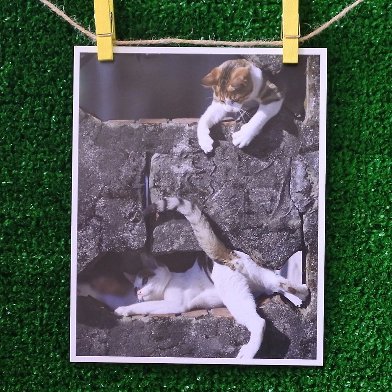 3猫小铺猫j咪写真明信片(摄影:猫夫人) – 无忧无虑 - 卡片/明信片 - 纸 