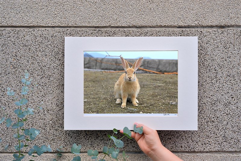 限量兔子摄影艺术原作 - 海边的兔子 - 摆饰 - 纸 蓝色