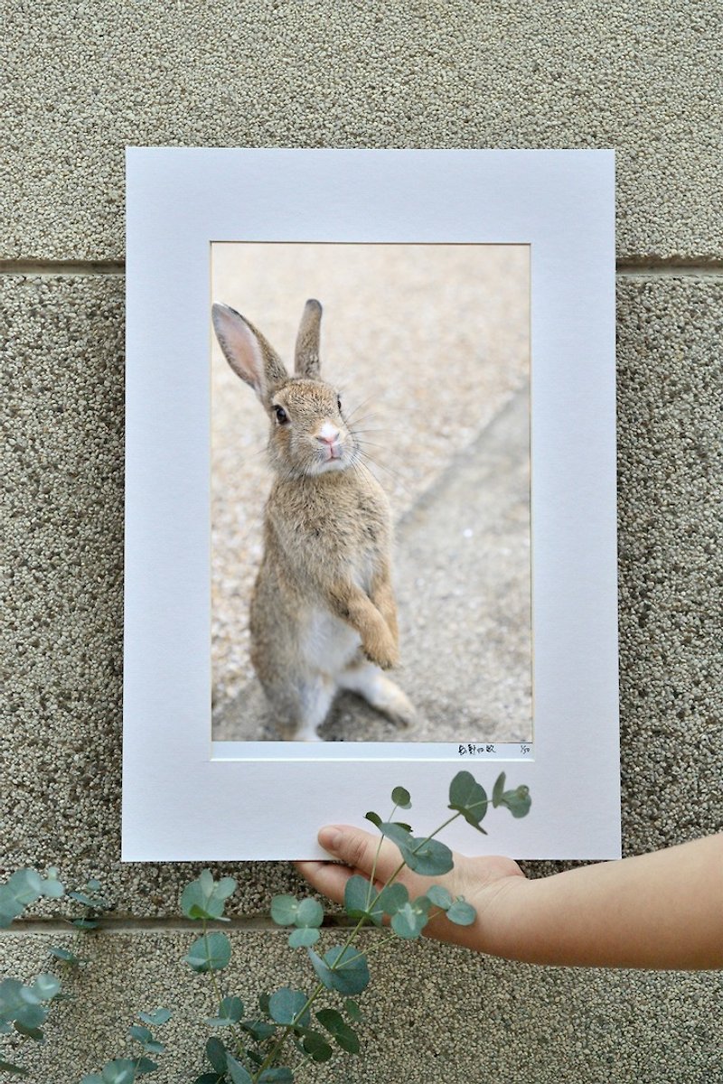 限量兔子摄影艺术原作 - 讨 - 摆饰 - 纸 卡其色