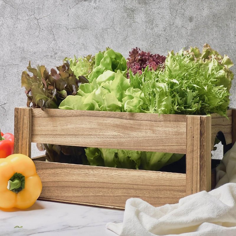 【丹云水耕生菜】综合生菜箱600g、生菜、沙拉、莴苣、水耕蔬菜 - 其他 - 新鲜食材 