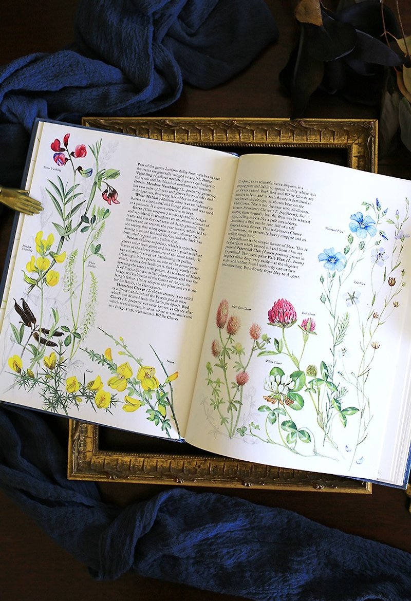 【再度找到现货】1980s 英国 野生花卉 / 复古老书 古董书 - 刊物/书籍 - 纸 白色