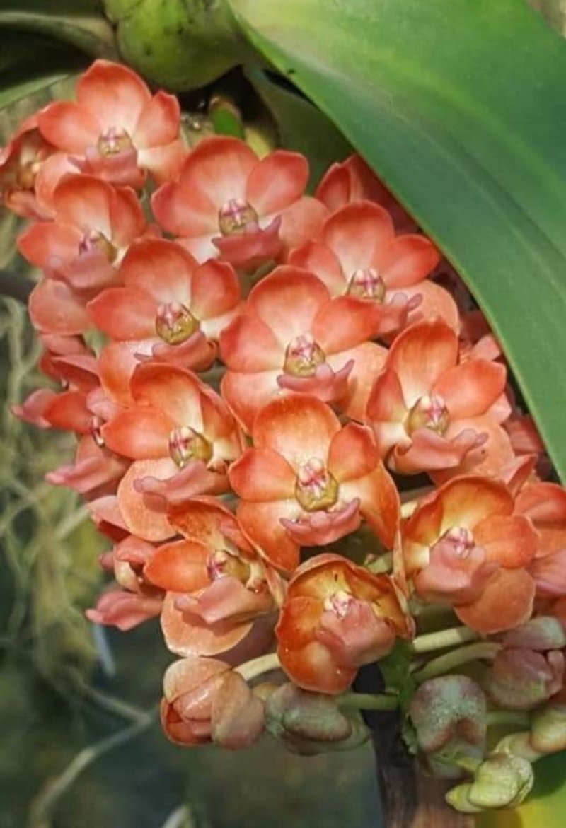 Orchid Orange: Rhynchostylis Gigantea Orchid flask - 植栽/盆栽 - 植物．花 橘色