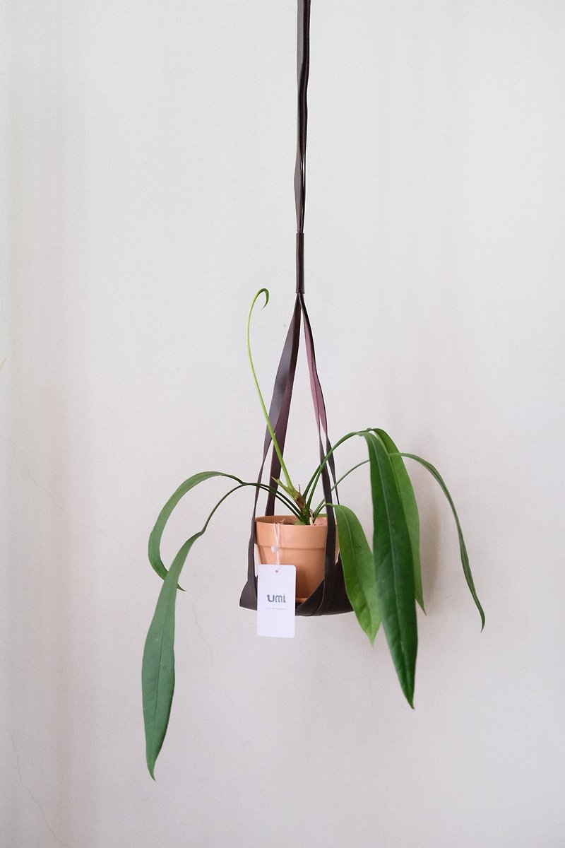 飘带火鹤 Anthurium vittarifolium x sib皮革吊绳/一物一拍 - 植栽/盆栽 - 植物．花 