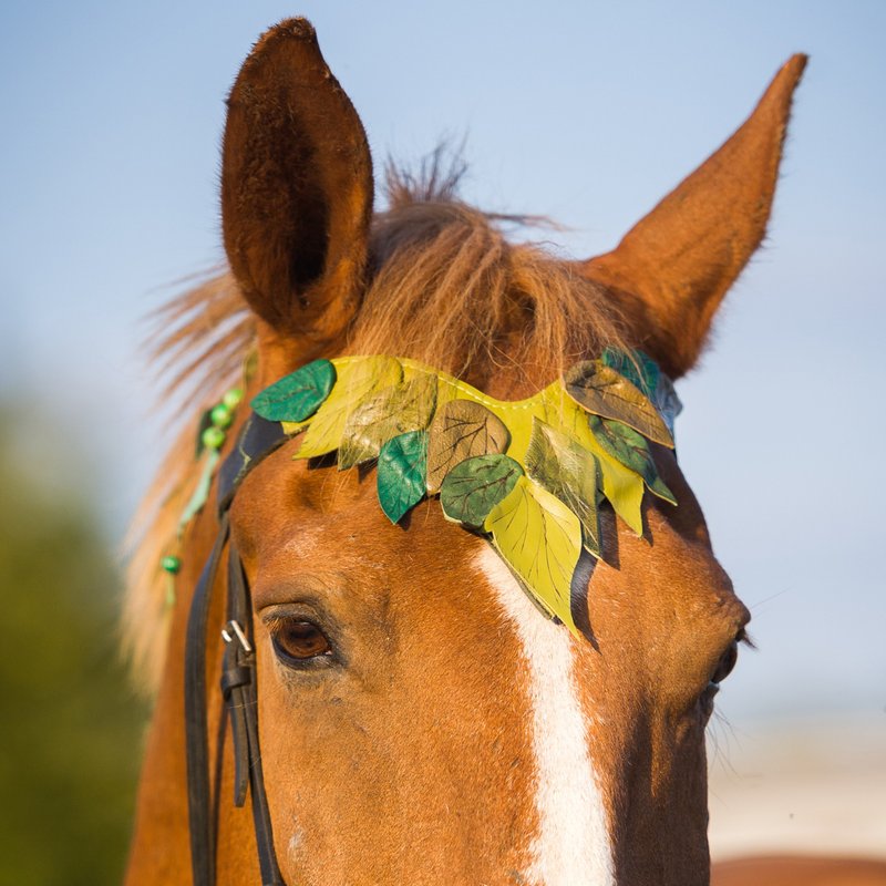 Green browband for horses Pony draft brow band Handmade horse tack costume. - 其他 - 真皮 绿色