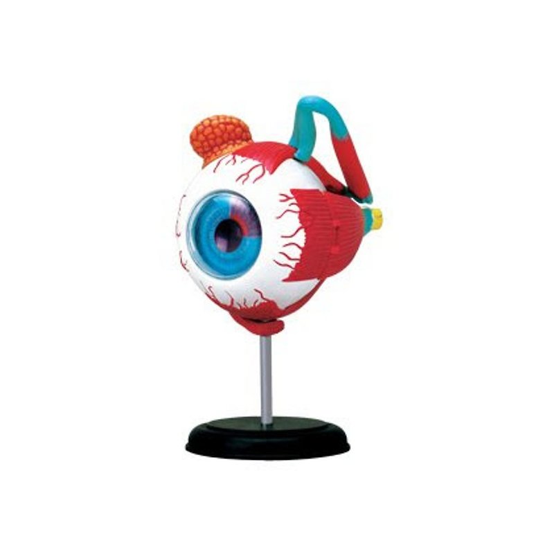 赛先生科学工厂 4D立体模型-眼球解剖模型 - 玩偶/公仔 - 塑料 