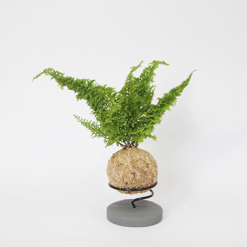 密叶肾蕨苔球+水泥底座 - 植栽/盆栽 - 植物．花 绿色