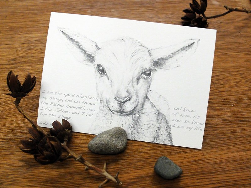 动物素描明信片－绵羊 - 卡片/明信片 - 纸 灰色