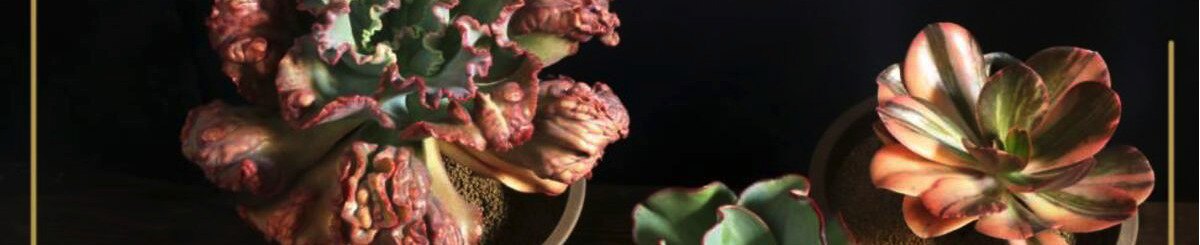 设计师品牌 - BJ多肉植物