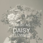 设计师品牌 - fresh as daisy flower辣间卖花的工作室