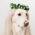 设计师品牌 - Flower garland for wedding dog